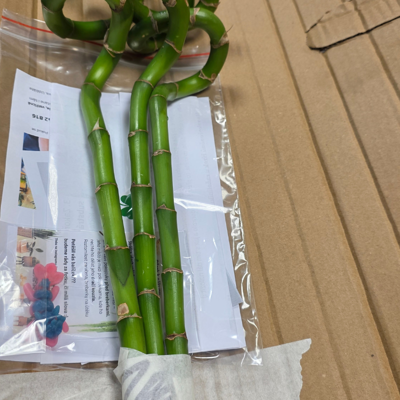 Bambus LUCKY BAMBOO mix